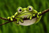 Cute Froggy - Paint by Diamonds